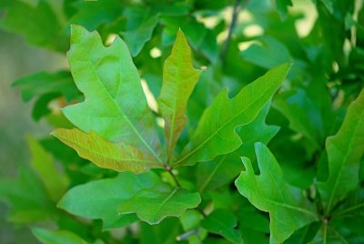 Quercus nigra - dub černý - listy
